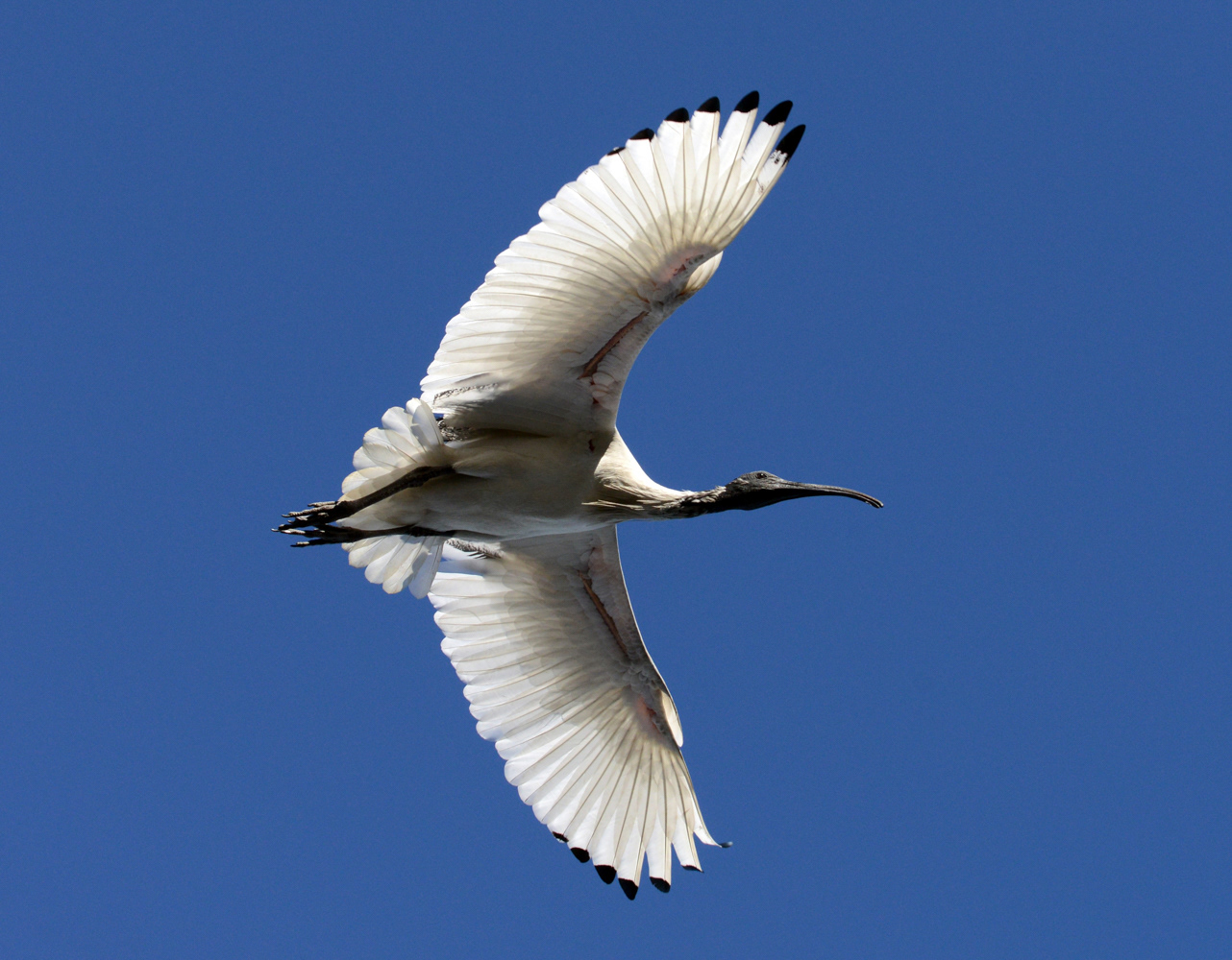 Ibis