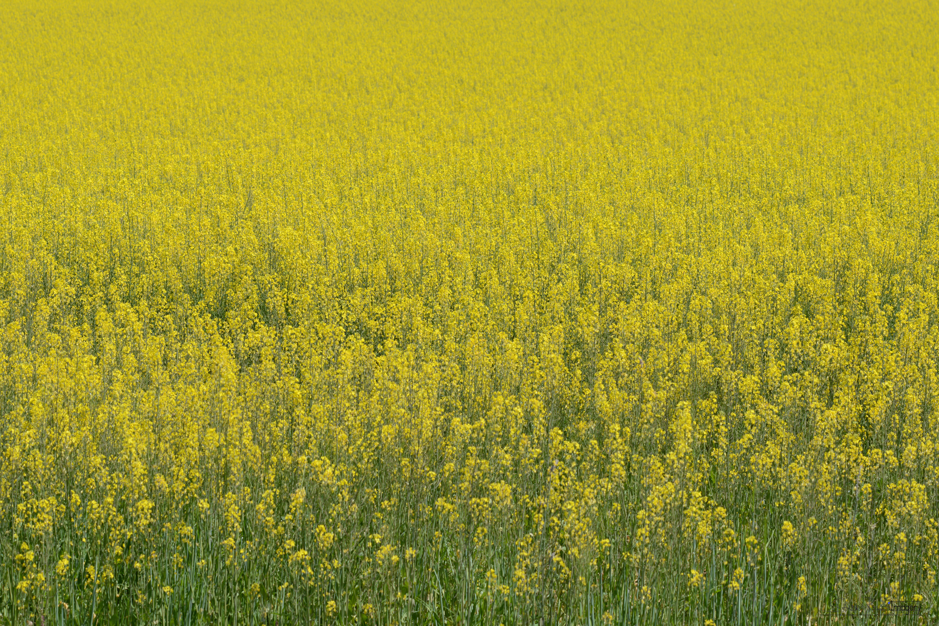 Yellow Fields
