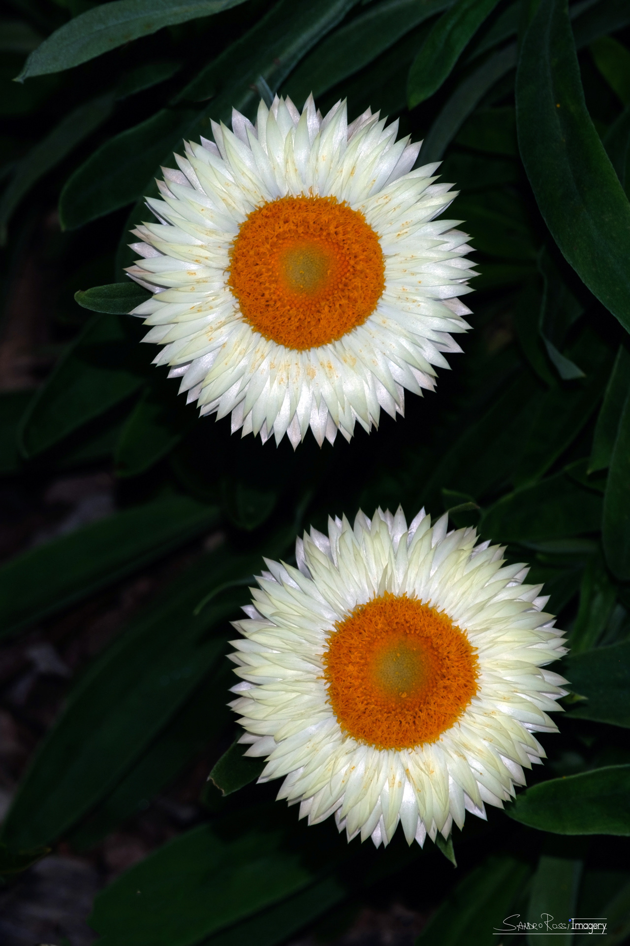 Floreo II