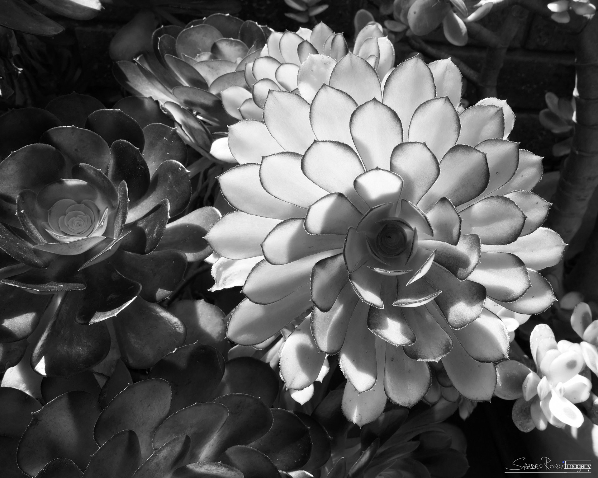 Desert Pinwheel
