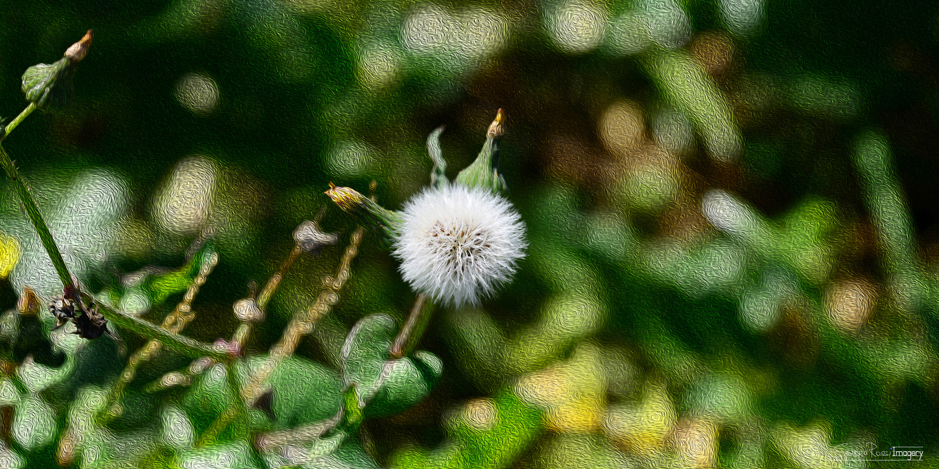 DanDaLion - Oil