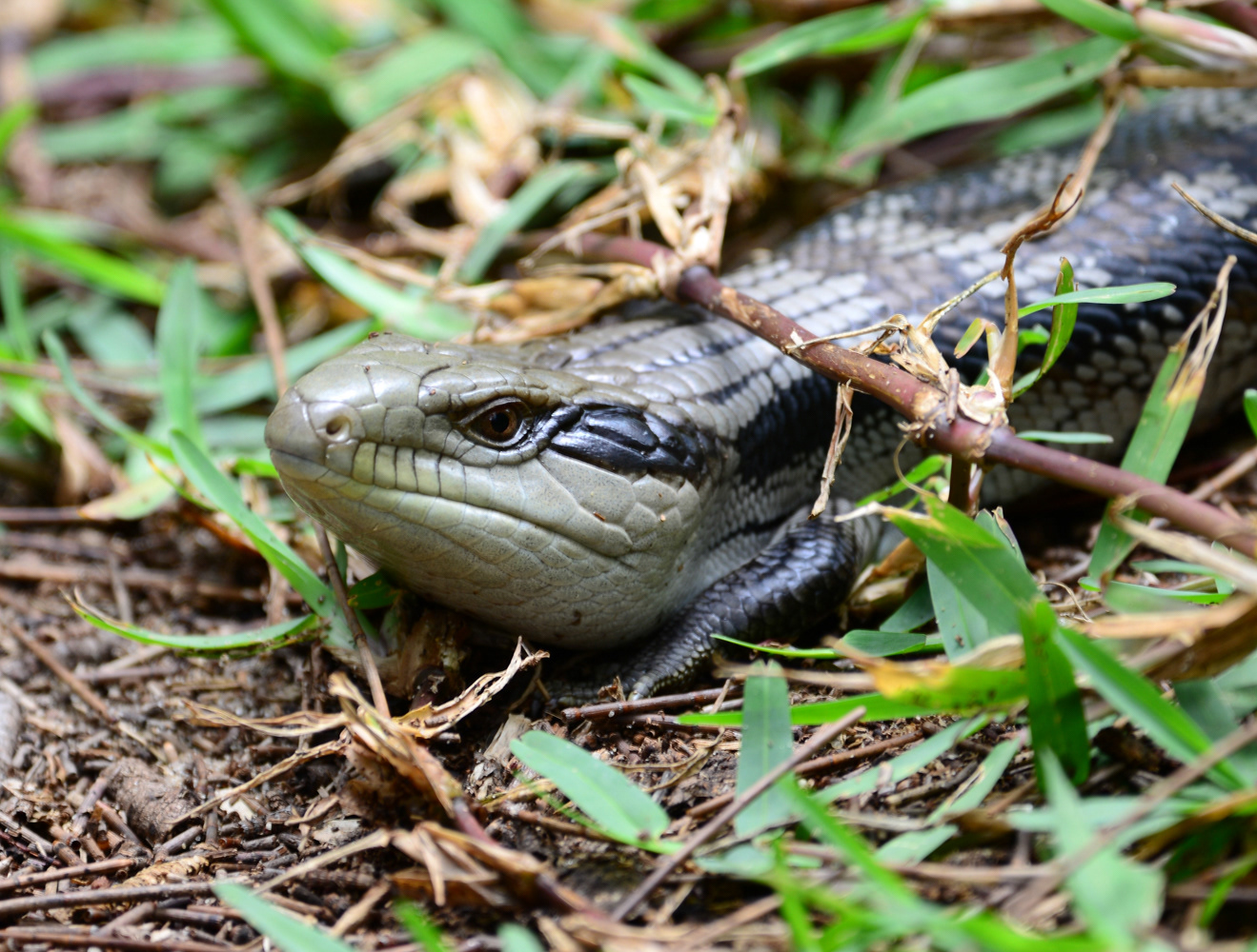 Blue tongue lizard