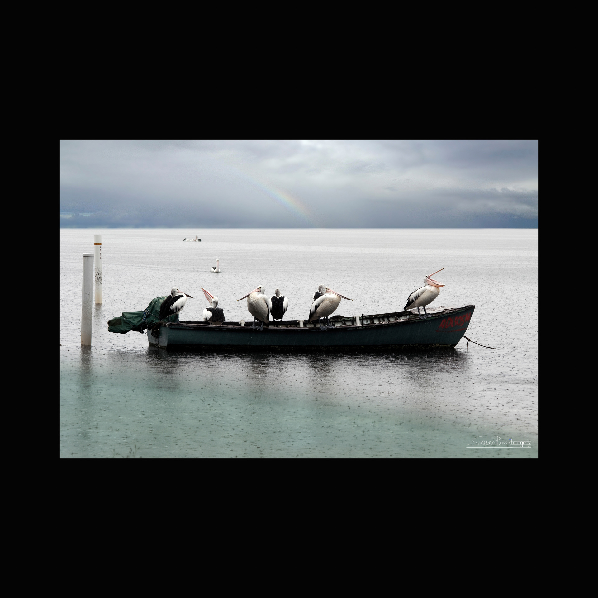 Pelican's Life