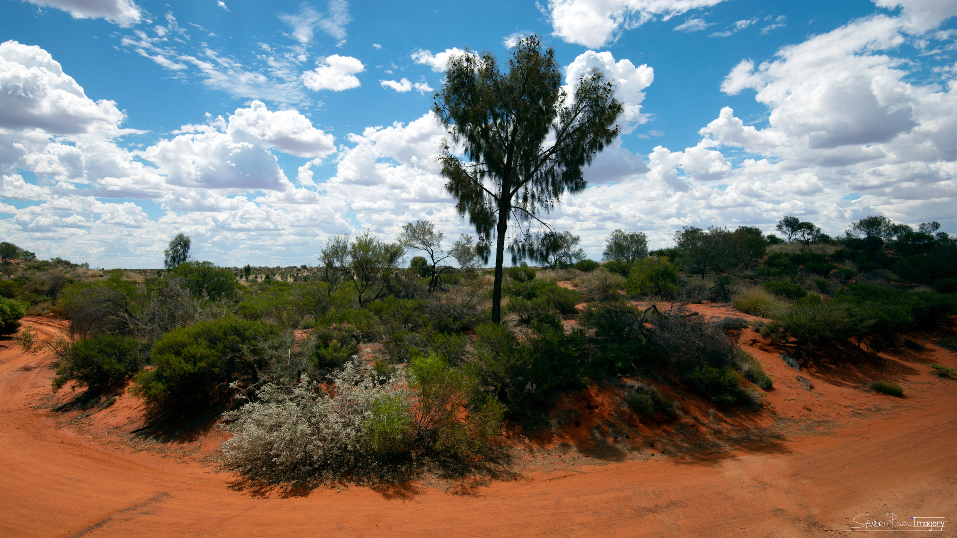 Red Desert Oak