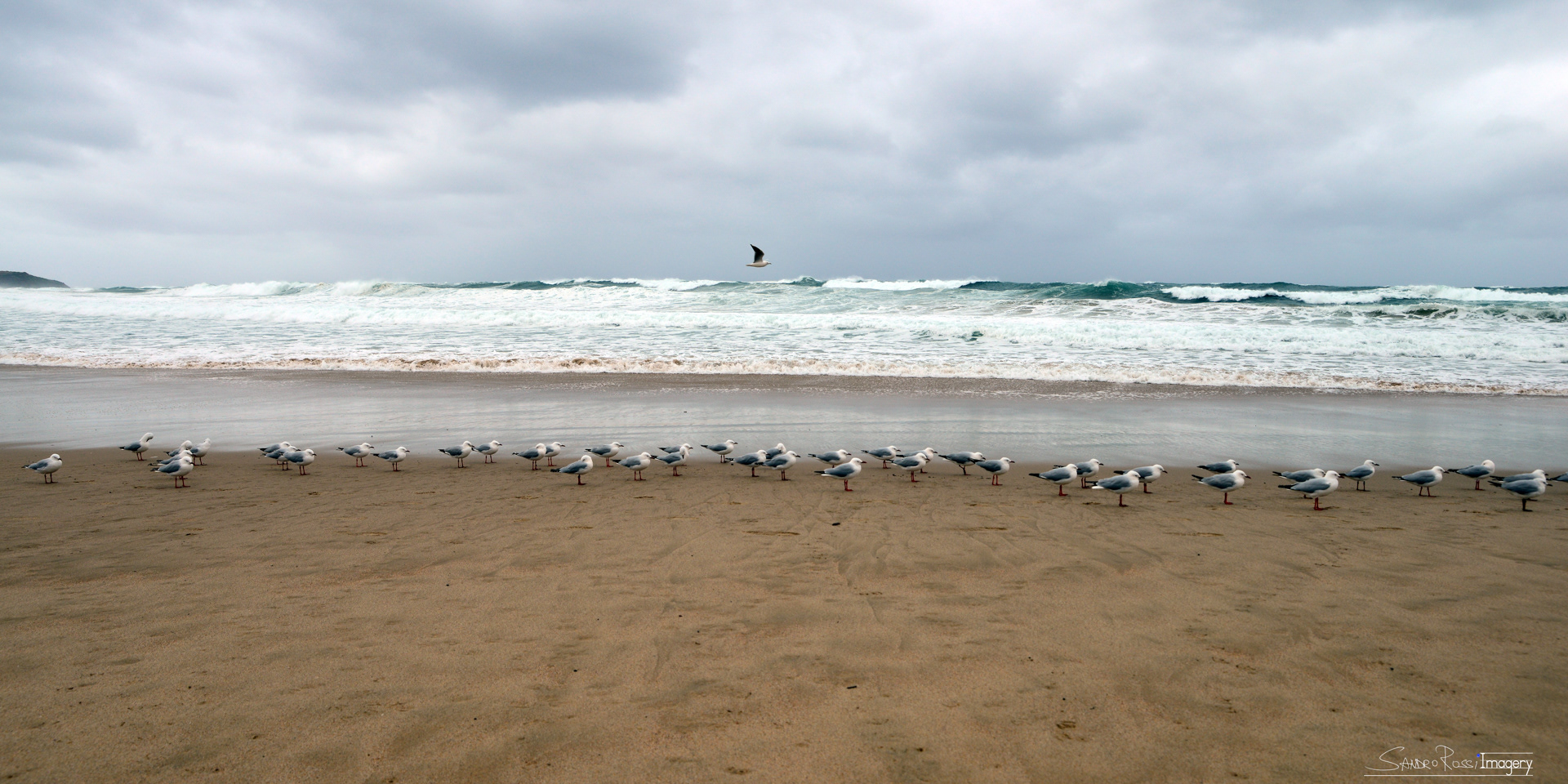 Seagulls Getting Ready for the Storm