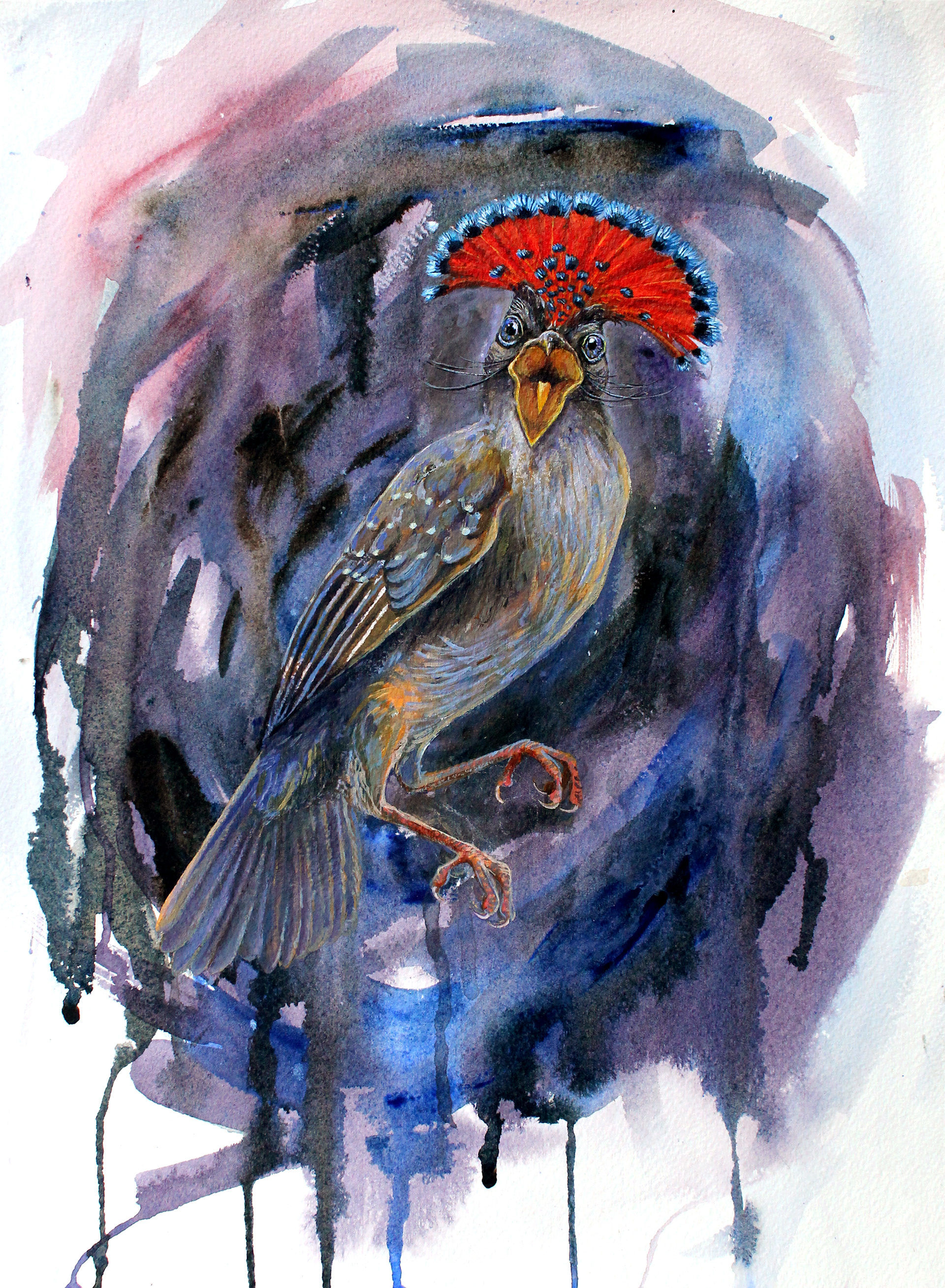 "Royal Flycatcher", watercolor and acrylic