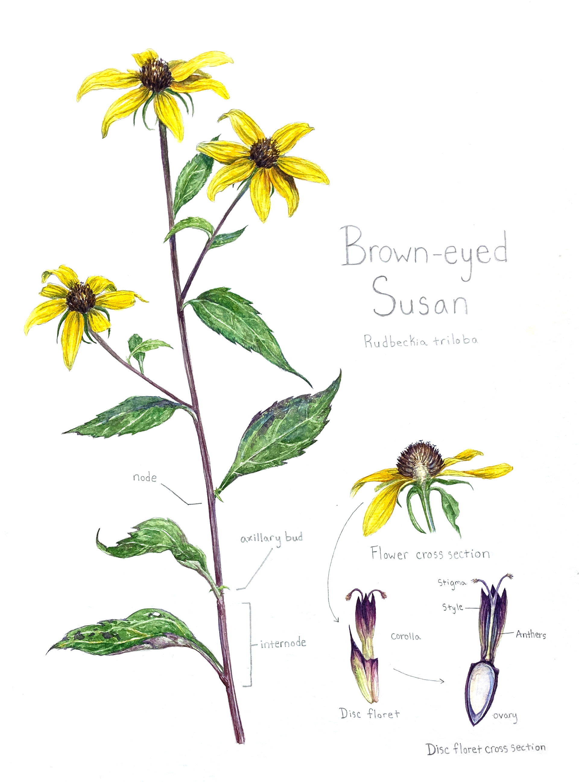 "Brown-eyed Susan", watercolor and pencil