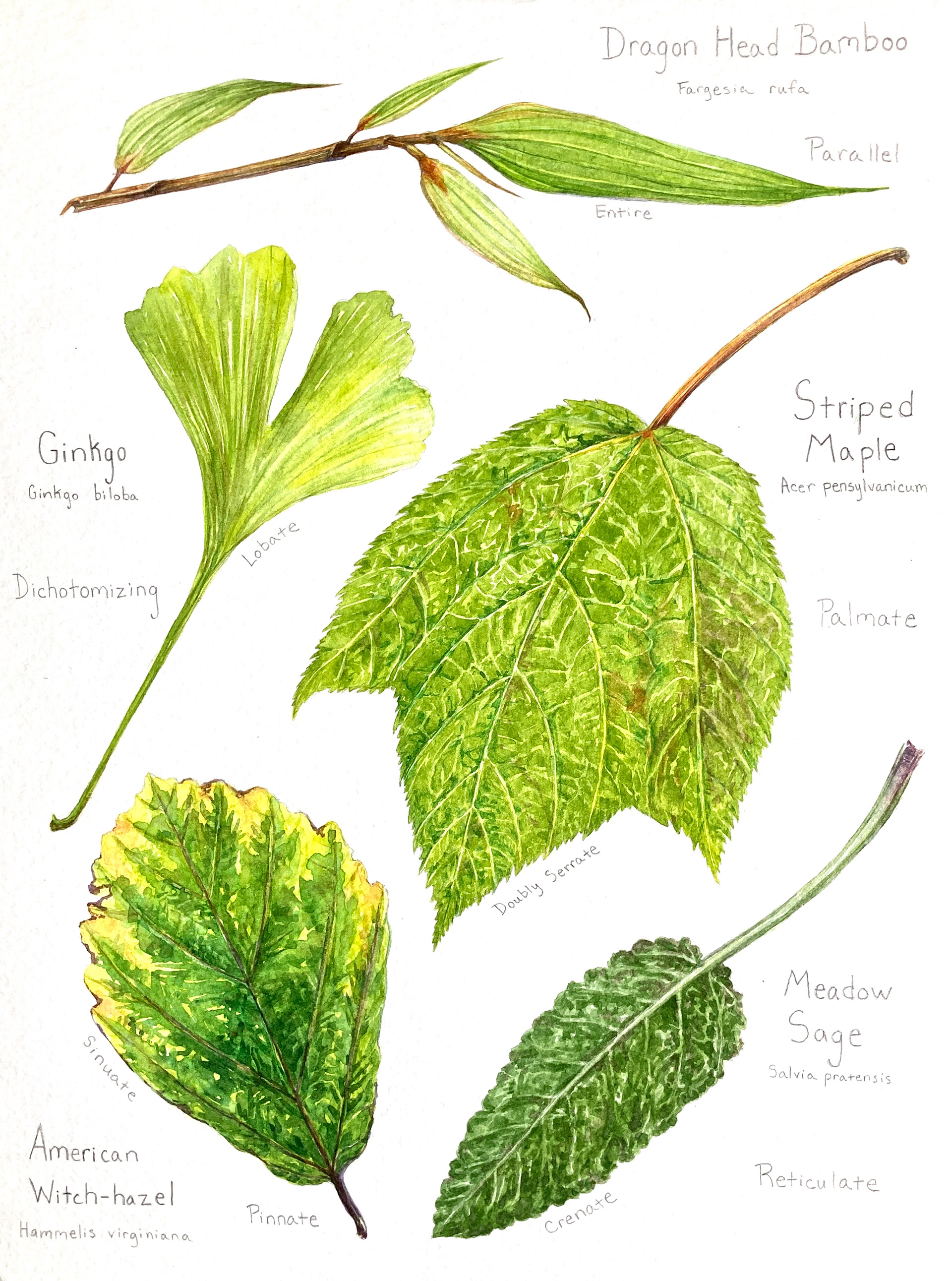 "Leaf Types", watercolor and pencil