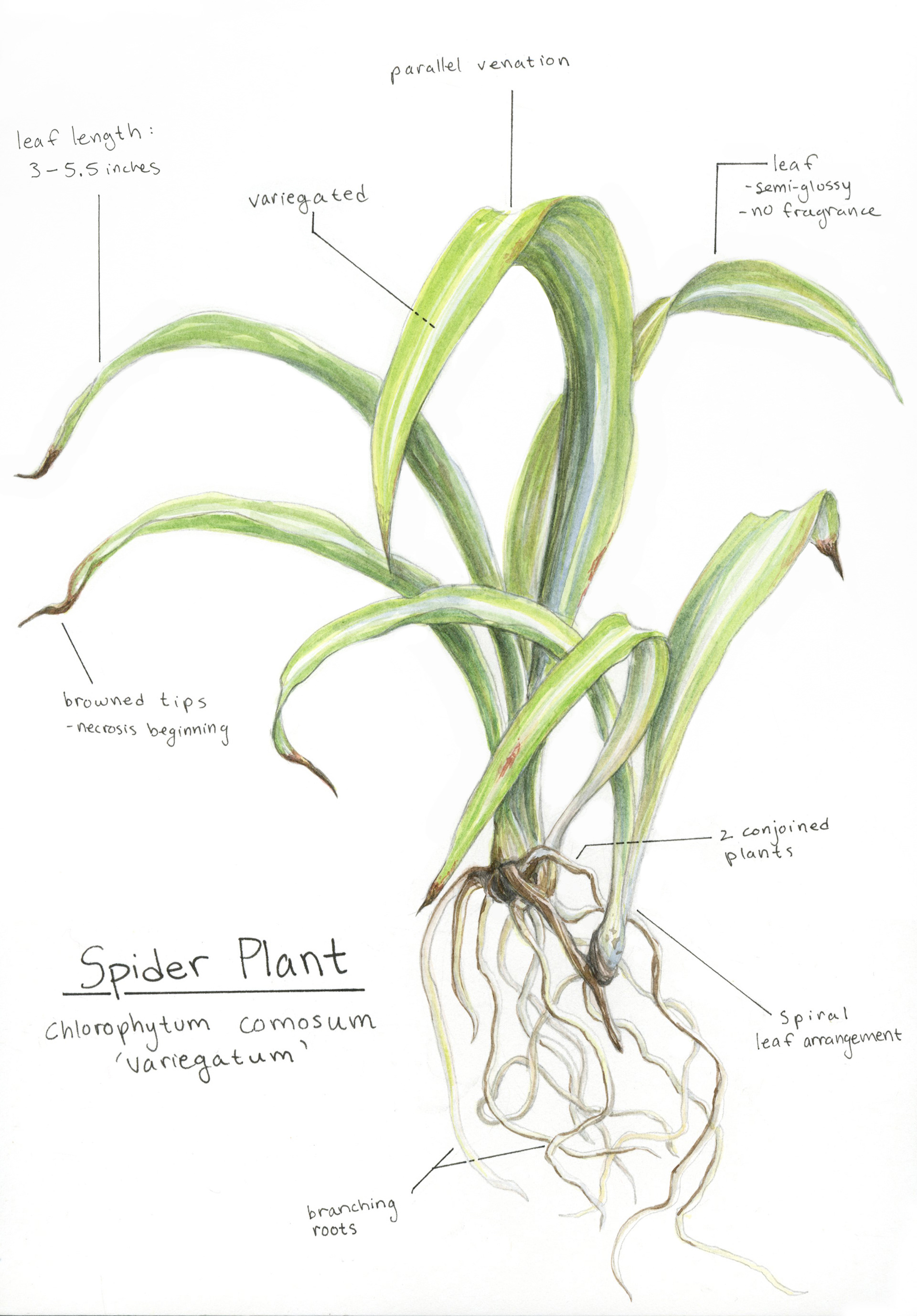 "Spider Plant", watercolor and ink