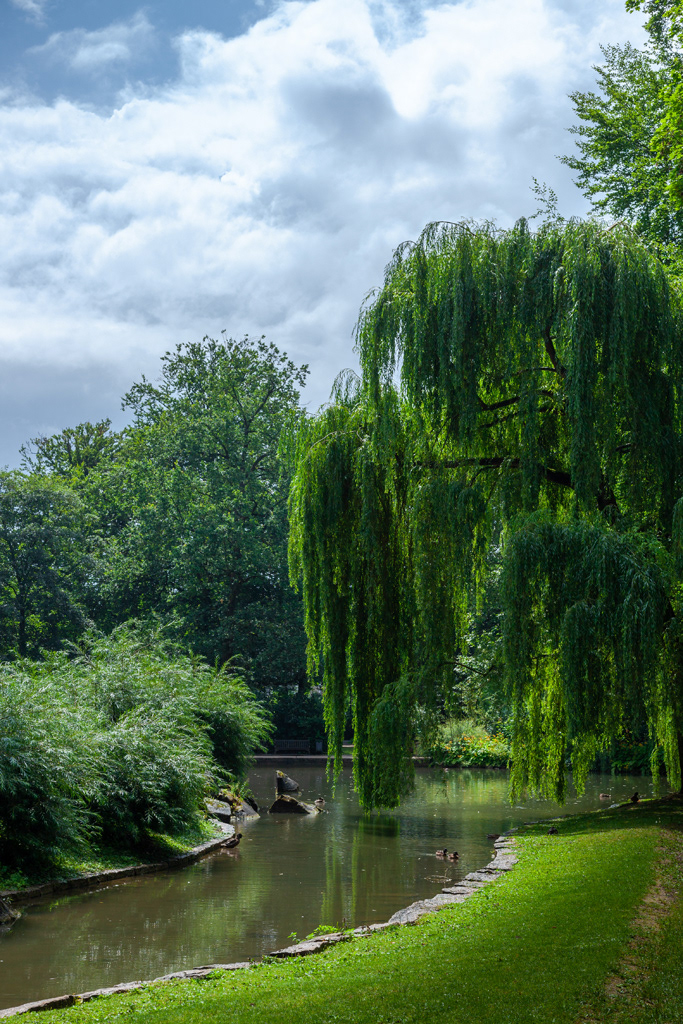 Weeping Willows in Bad Mergentheim Town Park