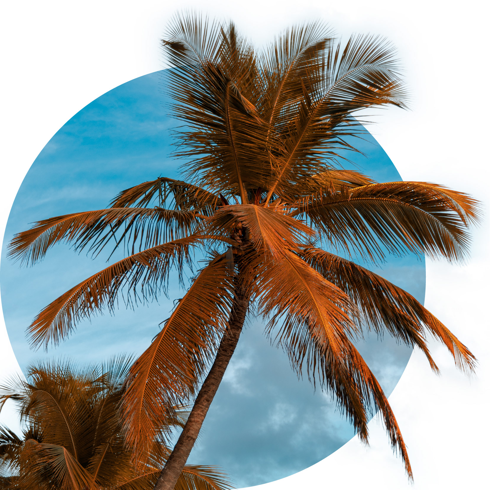 Worthing Beach Palm Tree