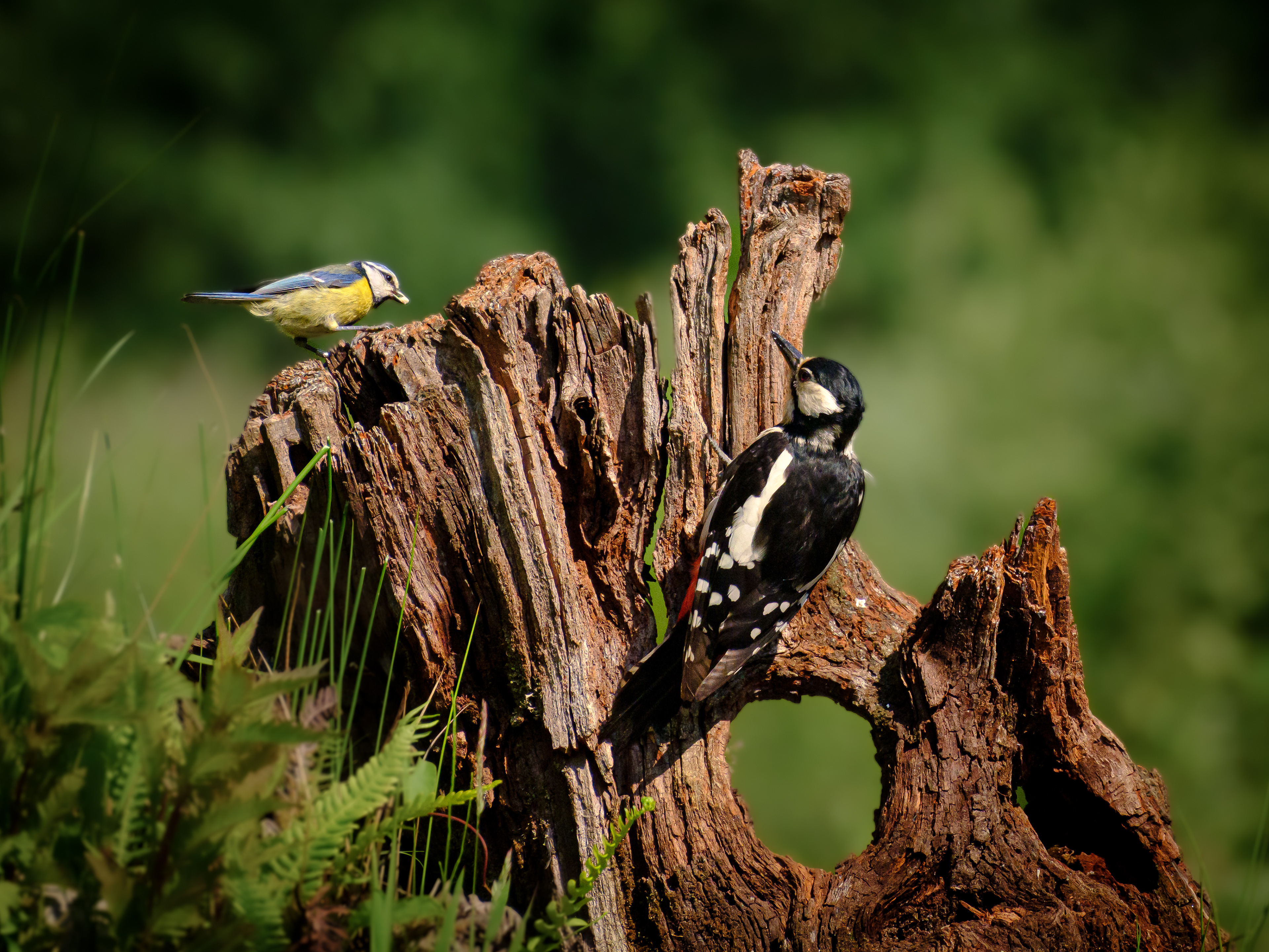 What are you doing here... fuck off!  (great tit with spotted woodpecker)