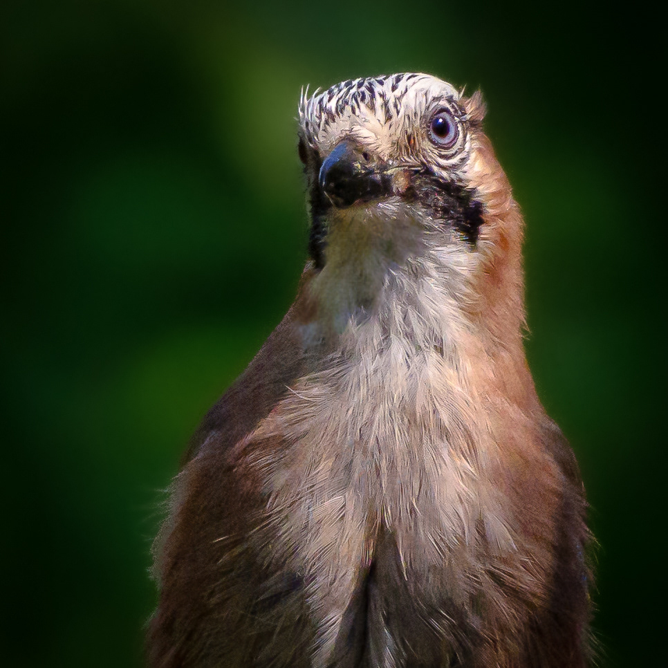 flemish jay