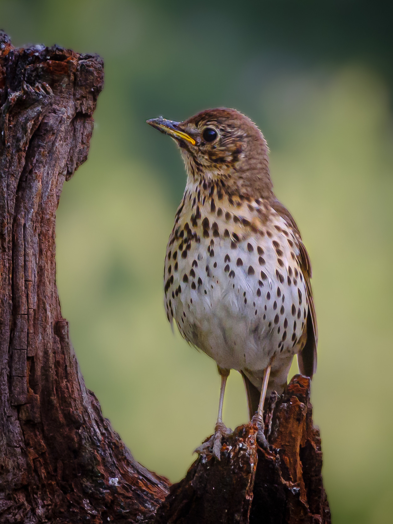 thrush