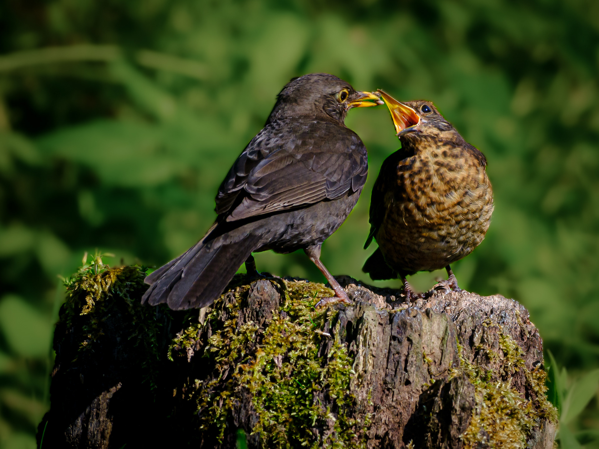 blackbirds