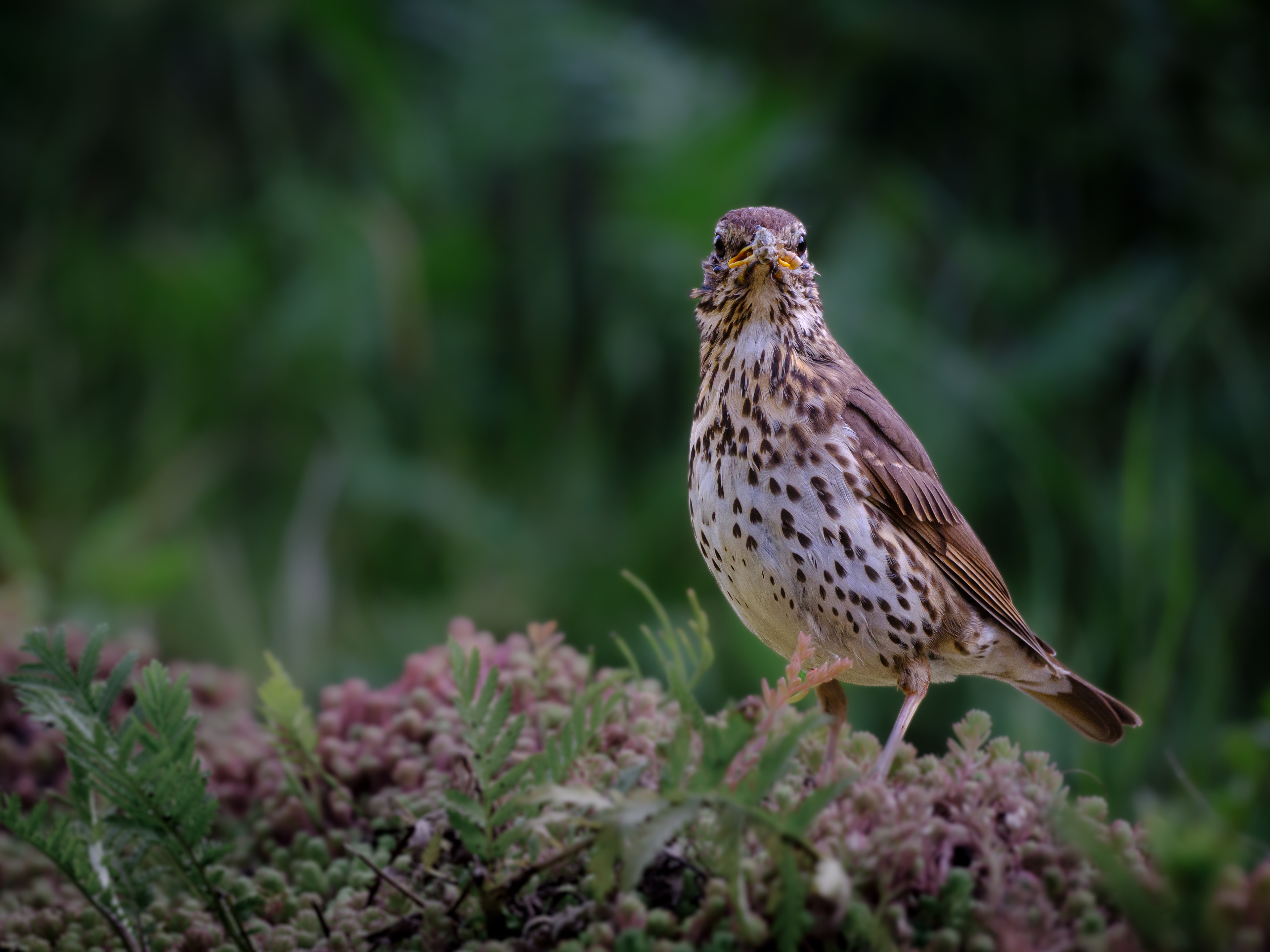thrush
