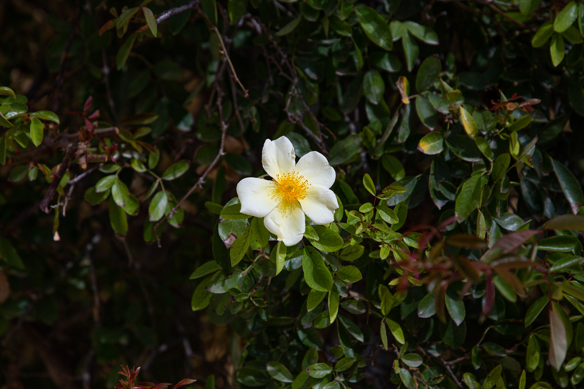  Hacienda de San Rafael