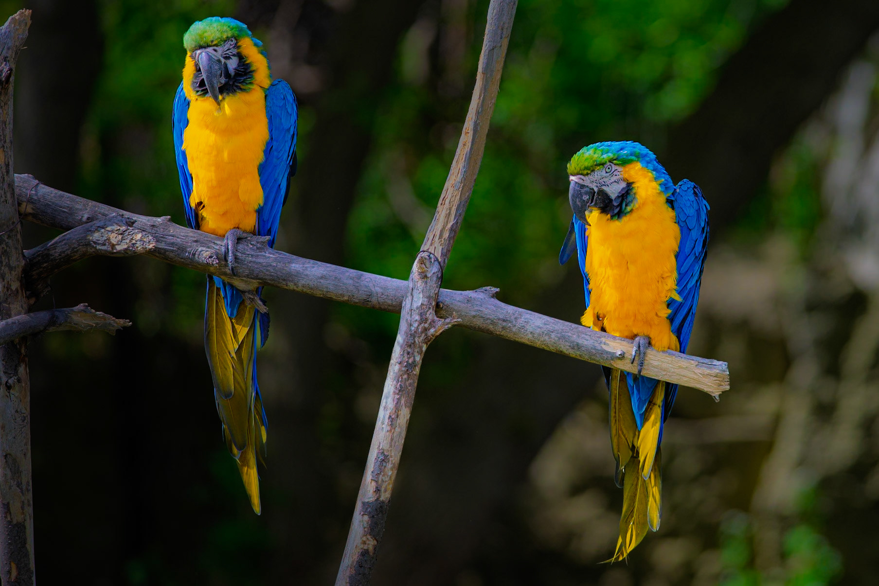 Blue  and Yellow Macaws