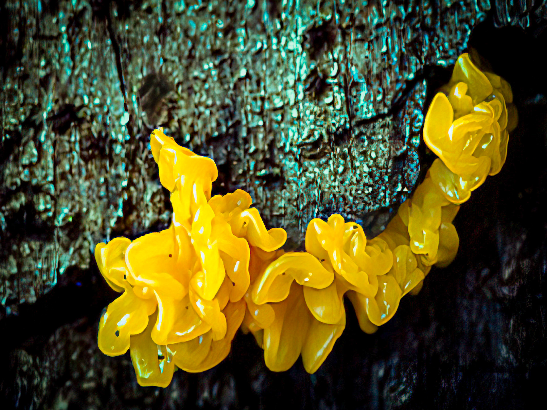 Yellow Lichen on Tree bark (Xanthoria parietina)