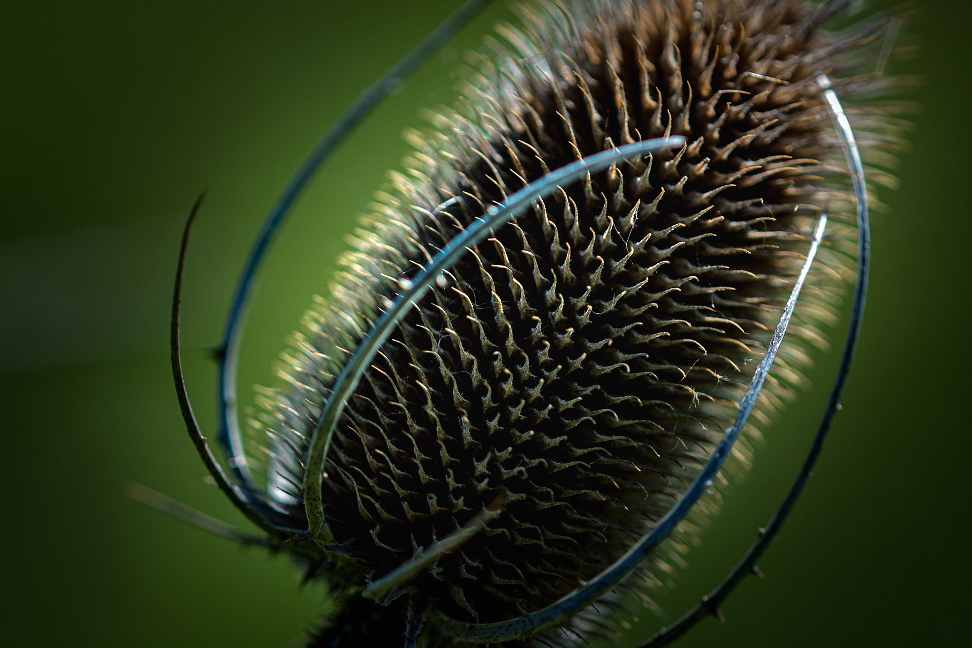Teasel Head