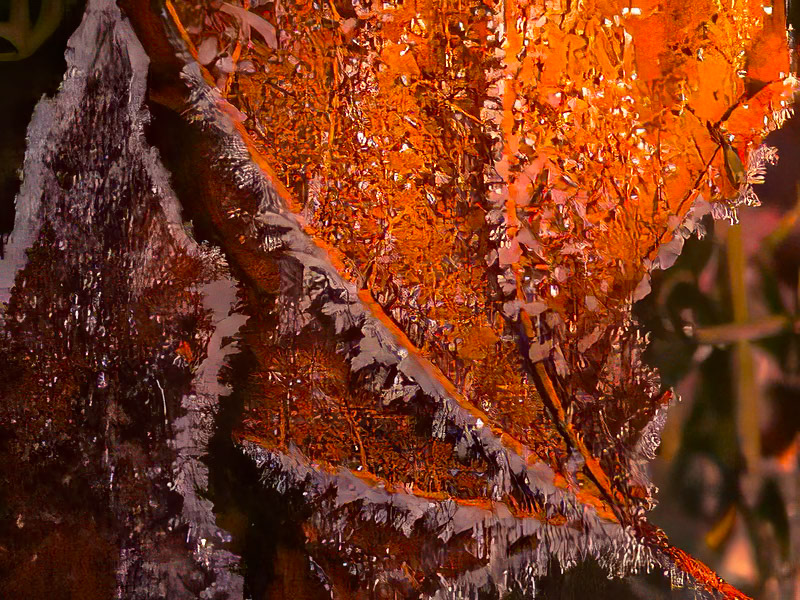 Morning light caresses hoar frost on dried leaves