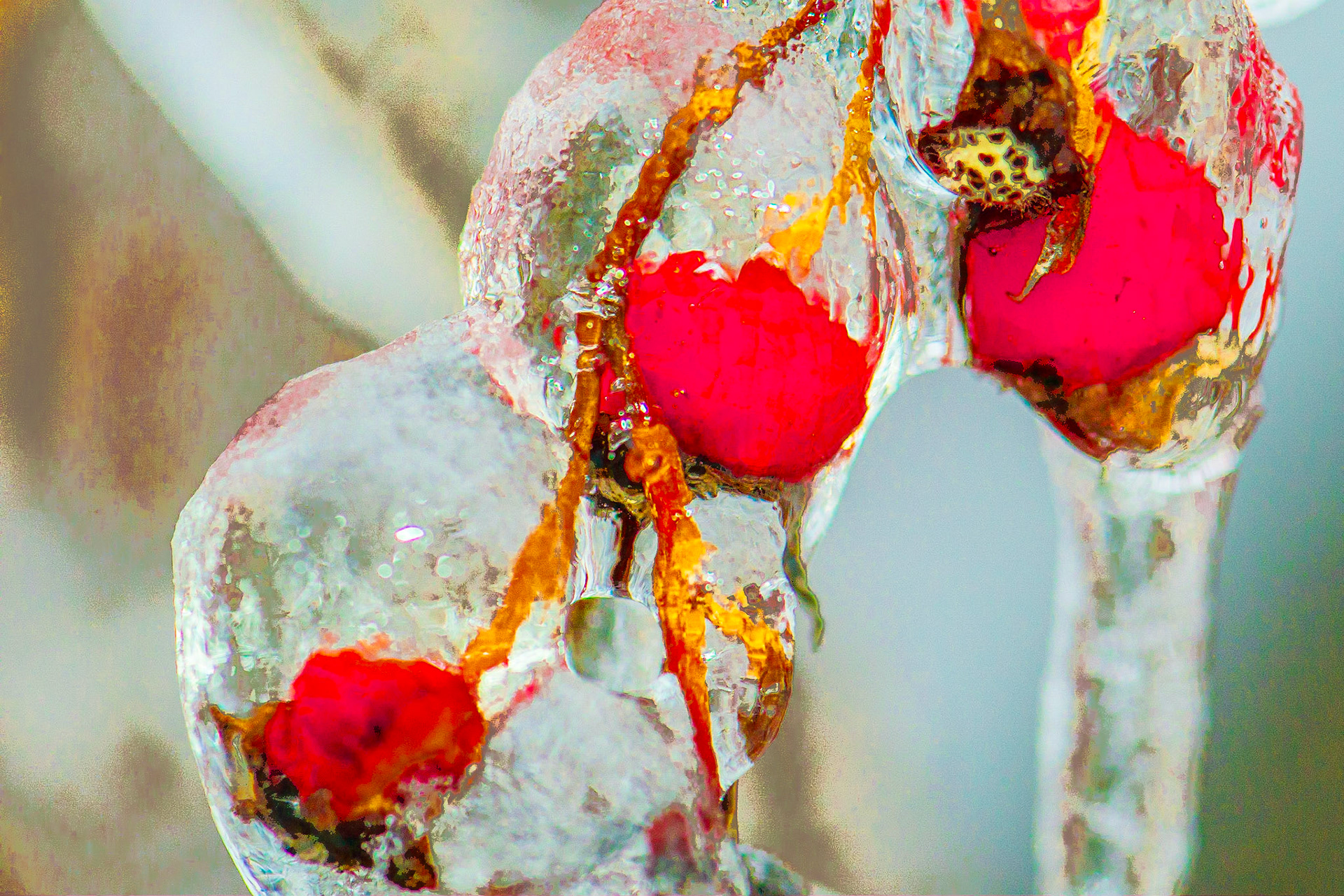 Frozen Rose Hips,