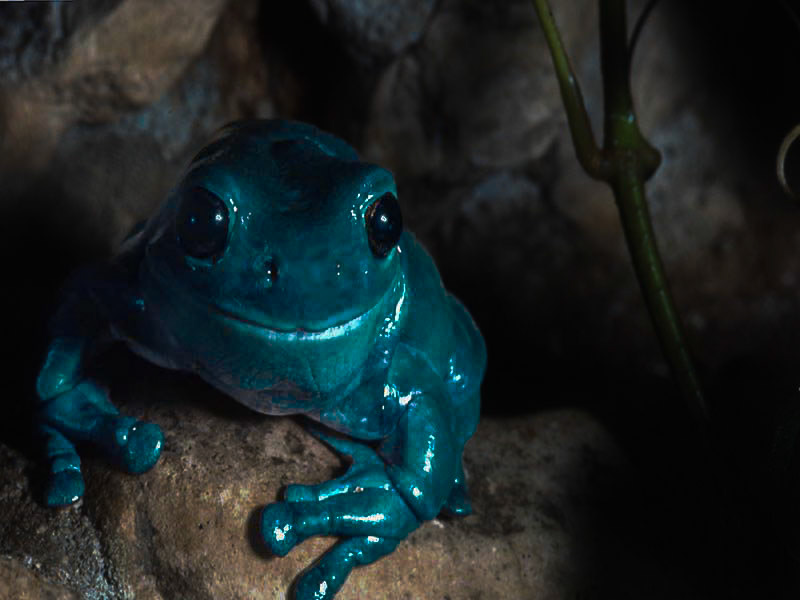 Blue Frog