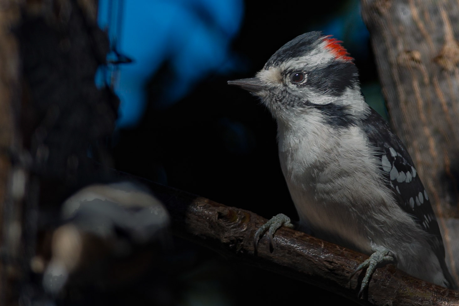 Downy Woodpecker