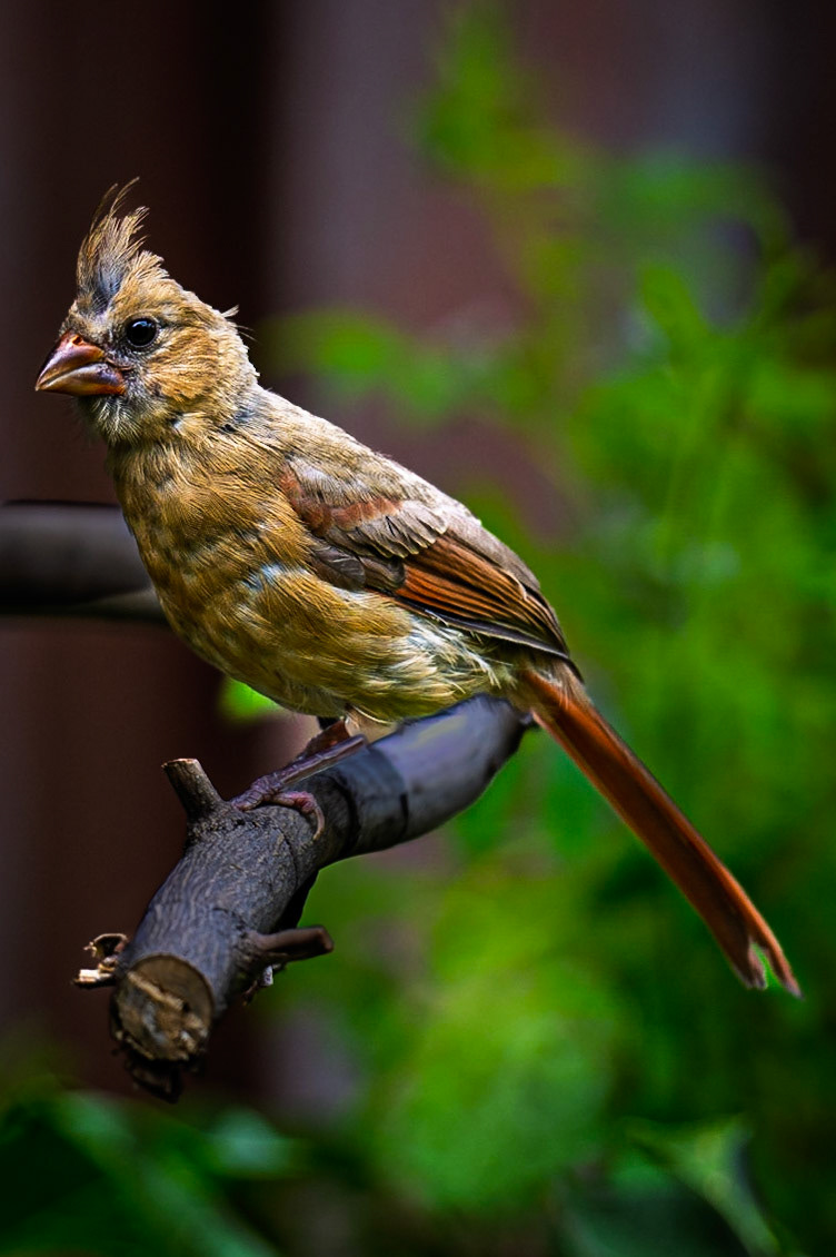 Female Cardinal