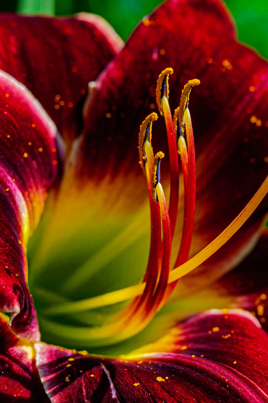 Lily Stamens