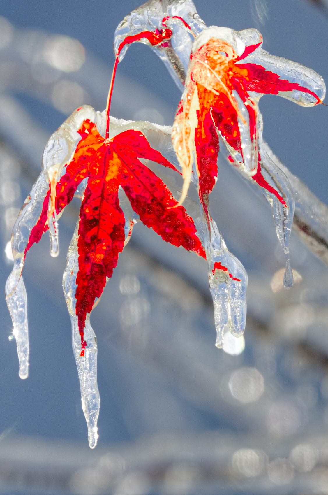 Frozen Japanese Red Maple Leaves,