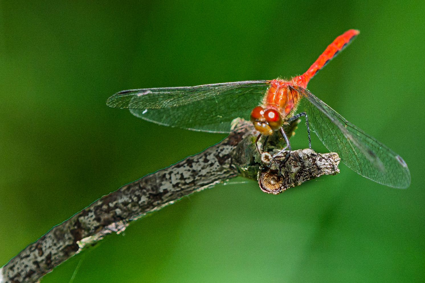 Red Dragon Fly with Prey