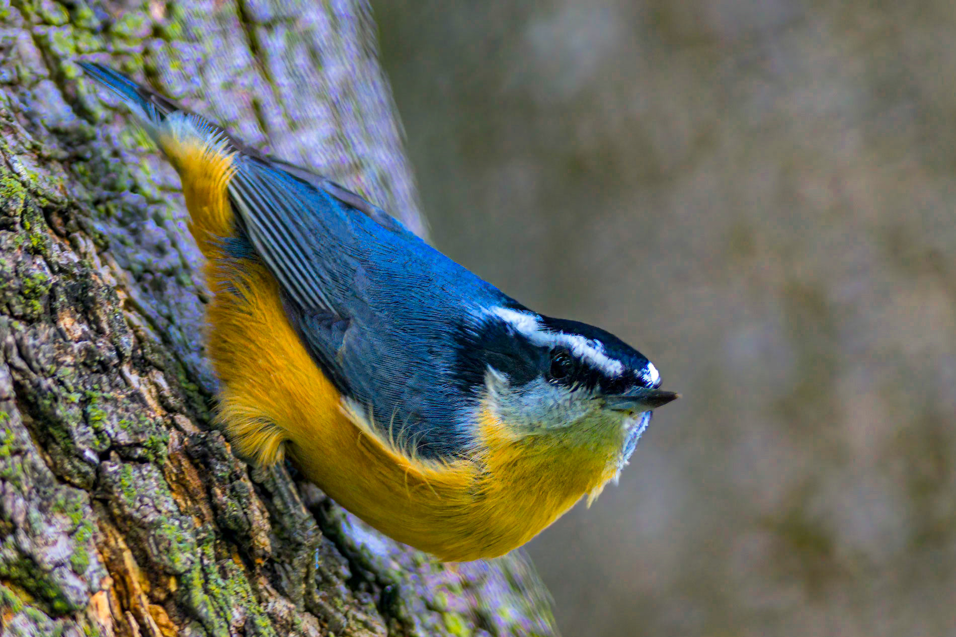 Red-Breasted Nuthatch