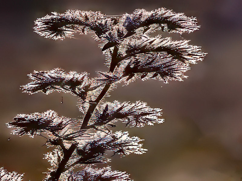 Hoar frost on Catch Bush