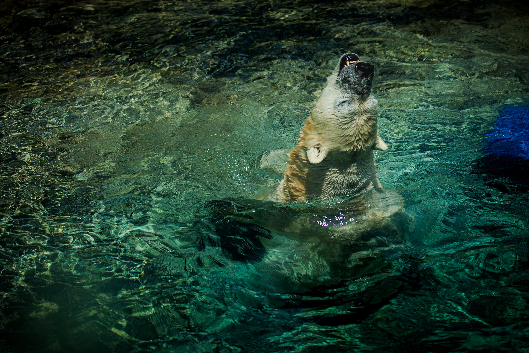 Polar Bear (at the Zoo)