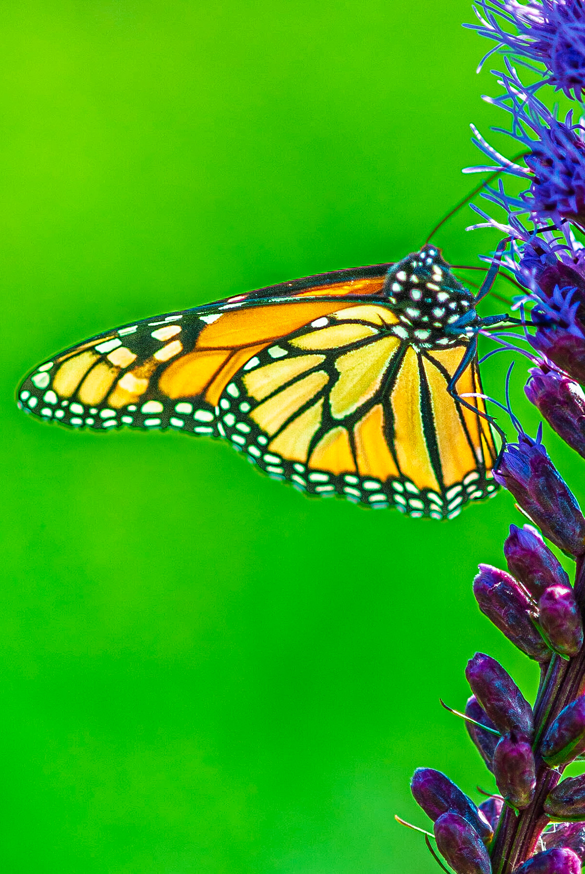 Monach Butterfly on Speedwell Flower