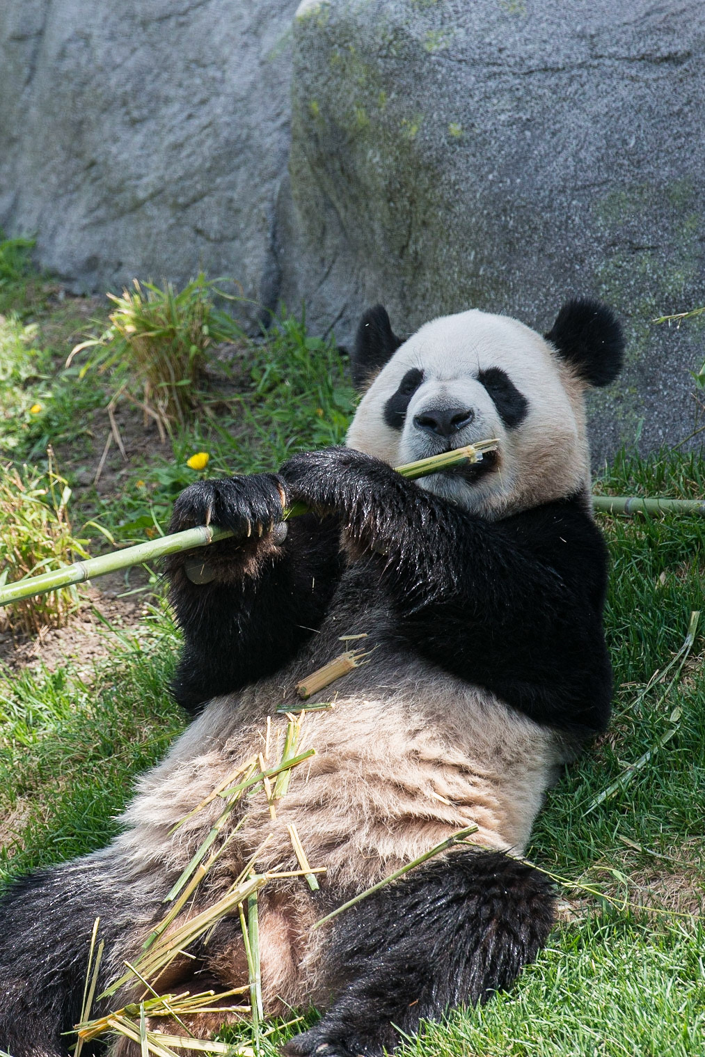 Pander. On October 13, 2015, Er Shun gave birth to two cubs