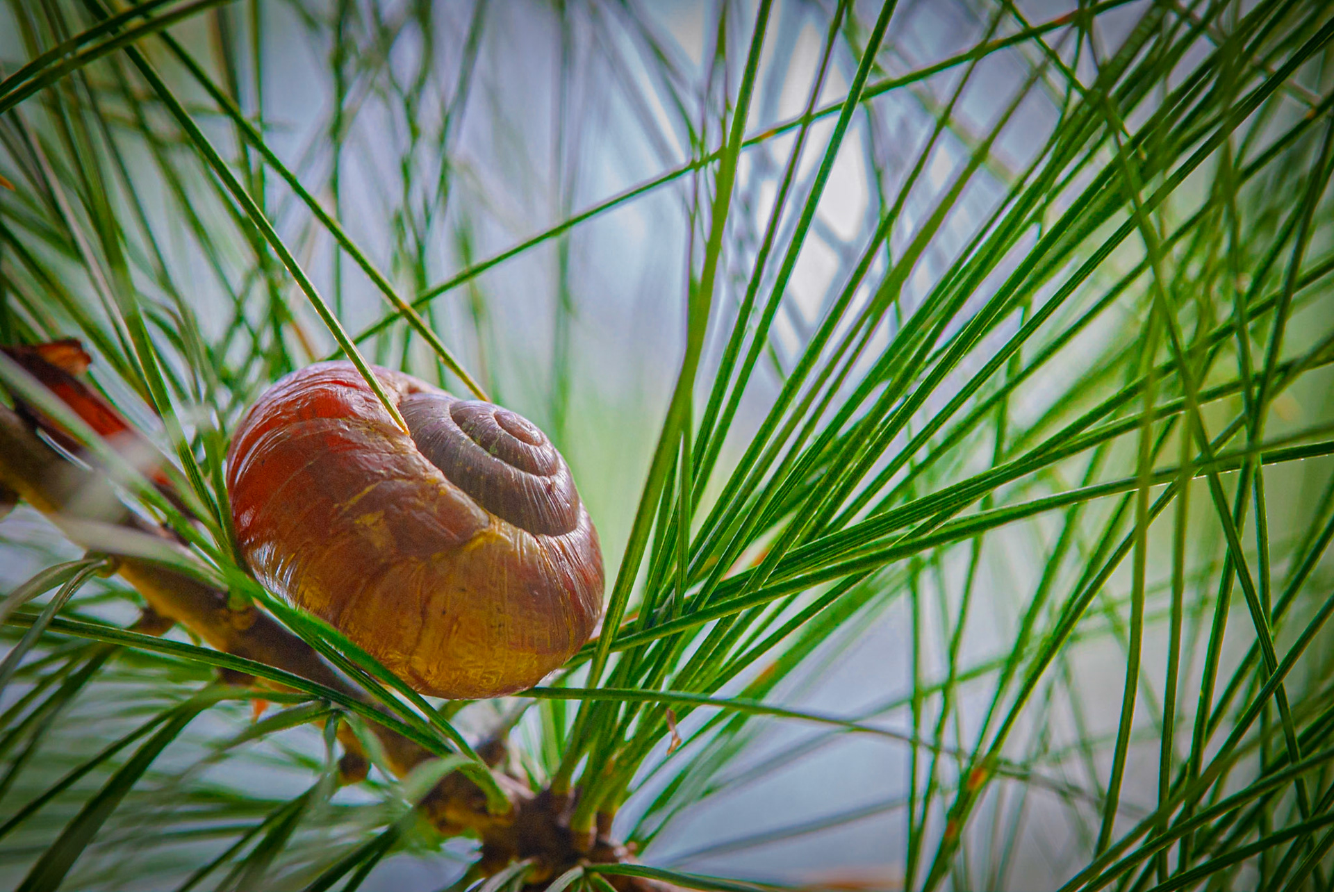 Snail on Evergreen