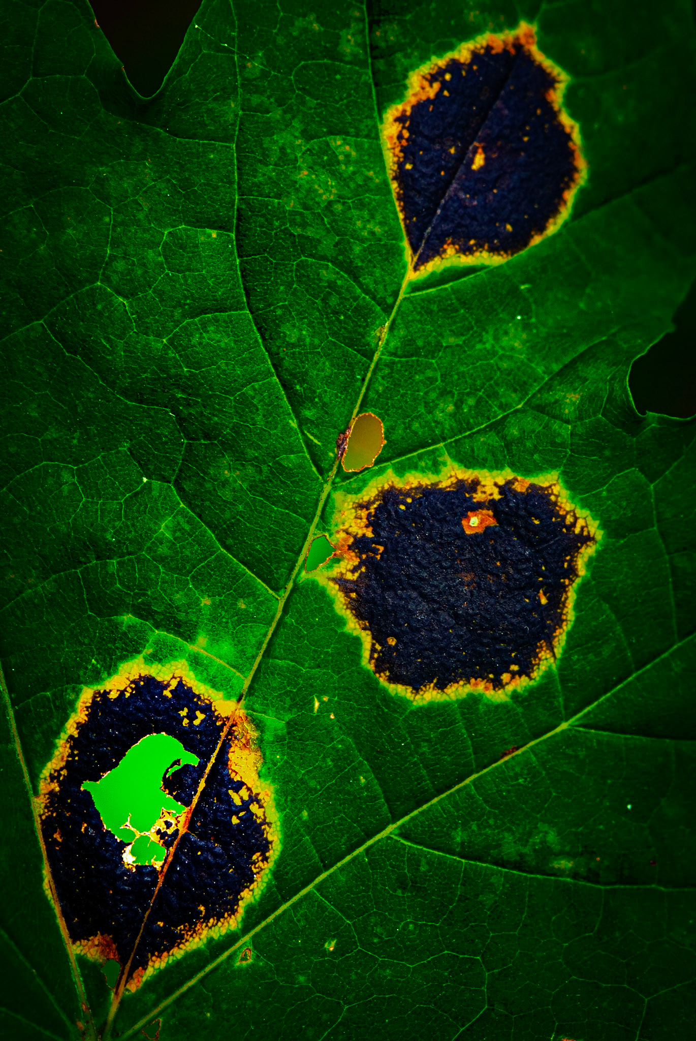Black Spot Leaf Fungus