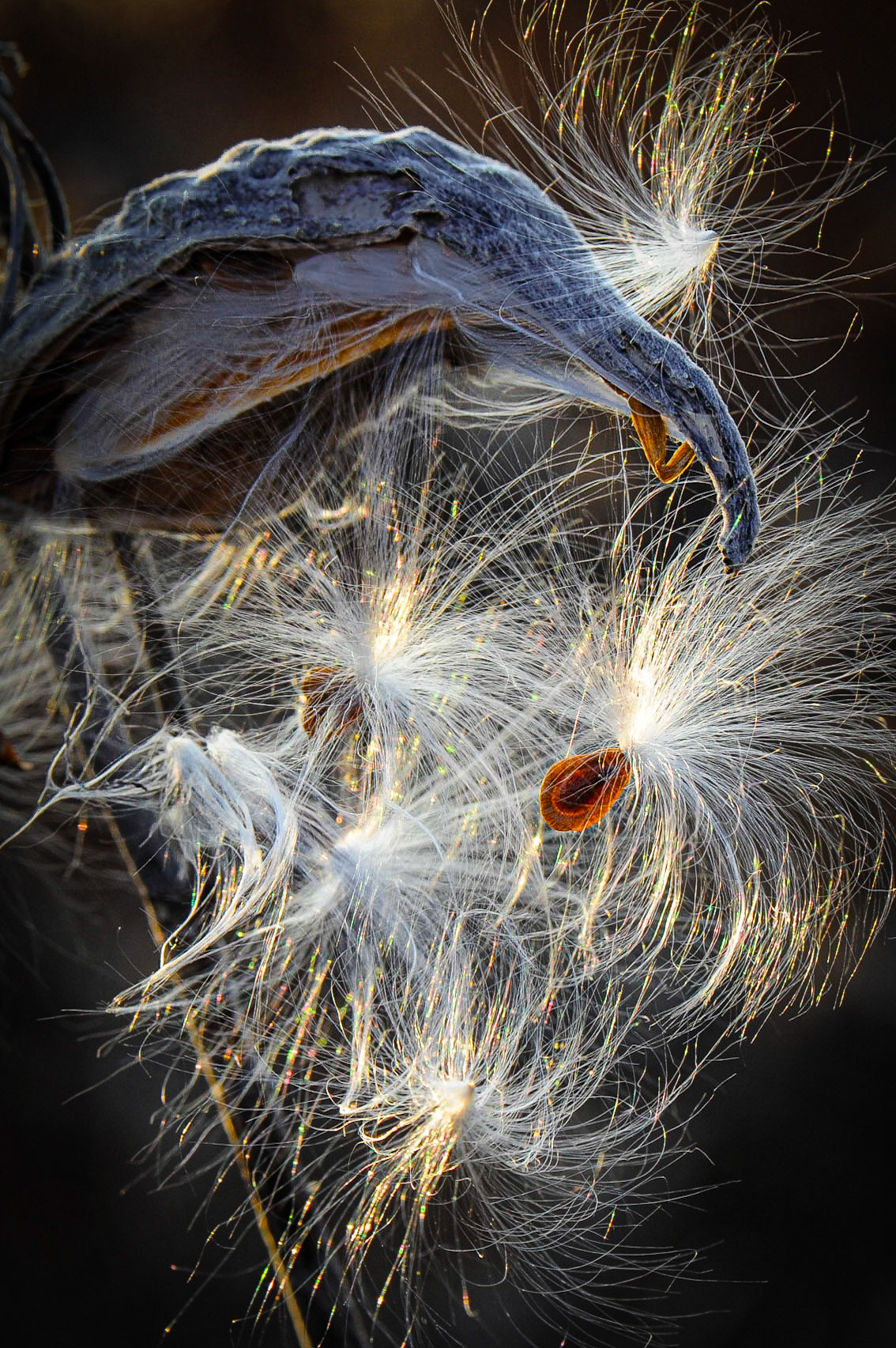 Milkweed Seed Head