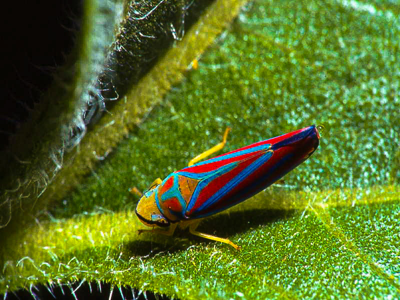 Scarlet-and-Green Leafhopper. Size usually 3 -  15 mm.