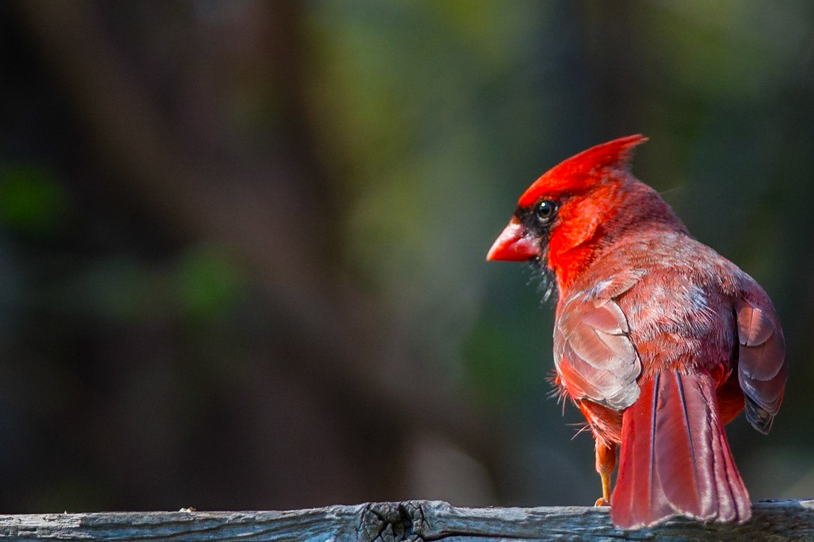 Male Cardinal