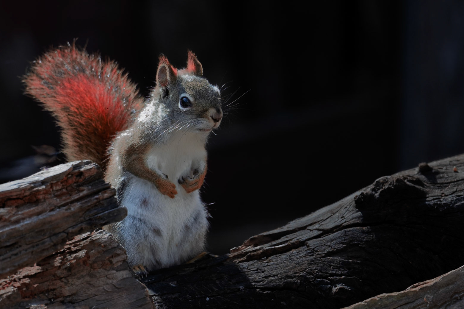 Red Squirrel in Summer coat