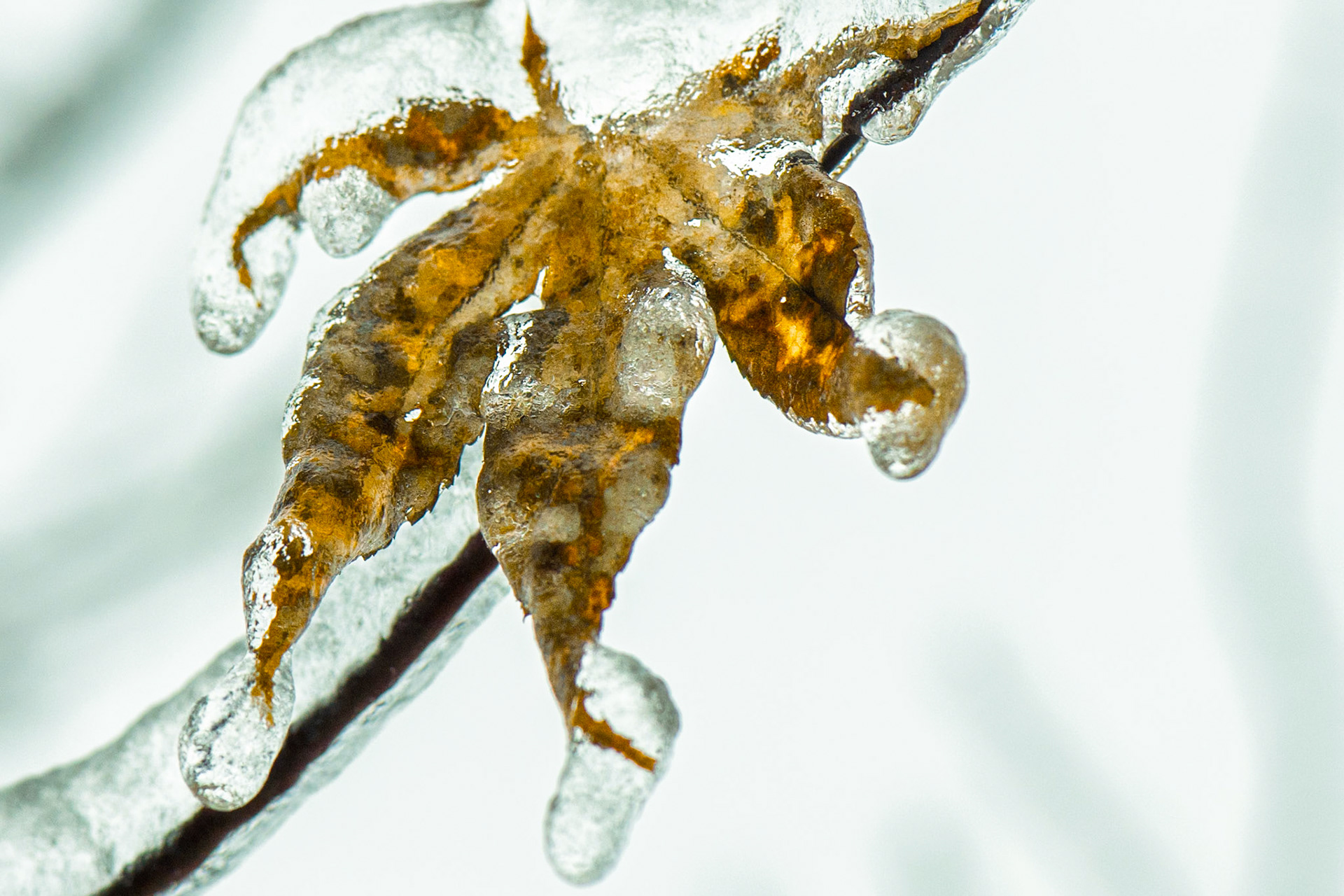 Frozen Leaves (Nature's Leaf Clown)
