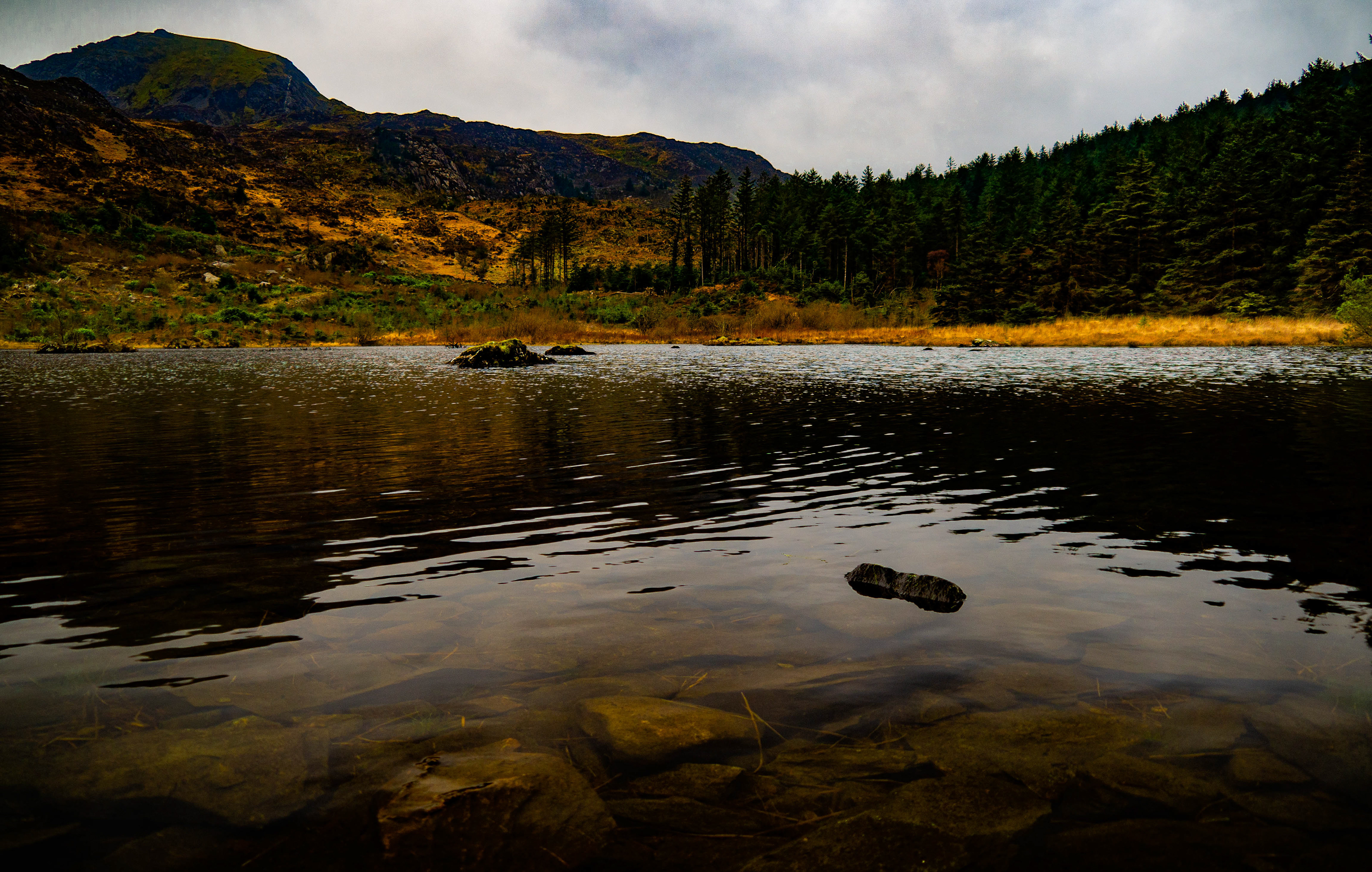 Beddgelert forestry
