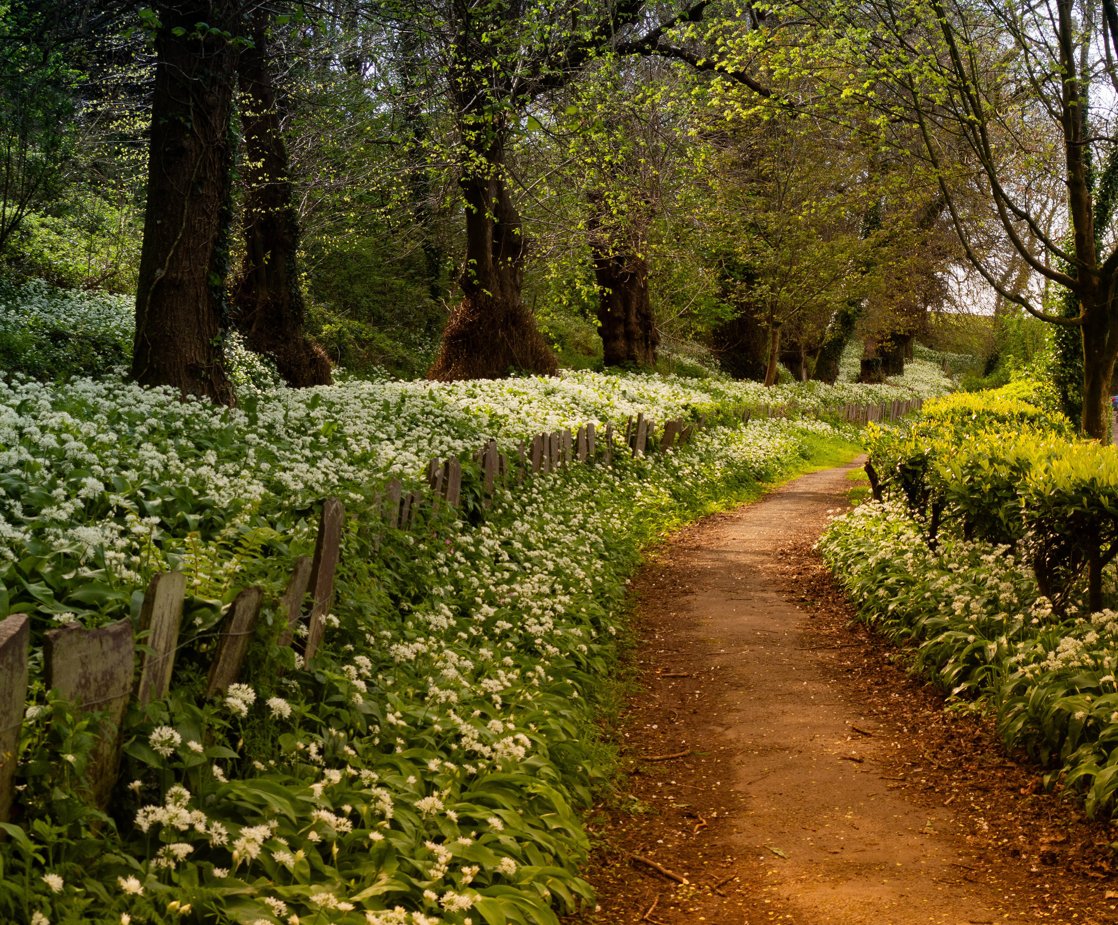 Aber Garlic, Caernarfon
