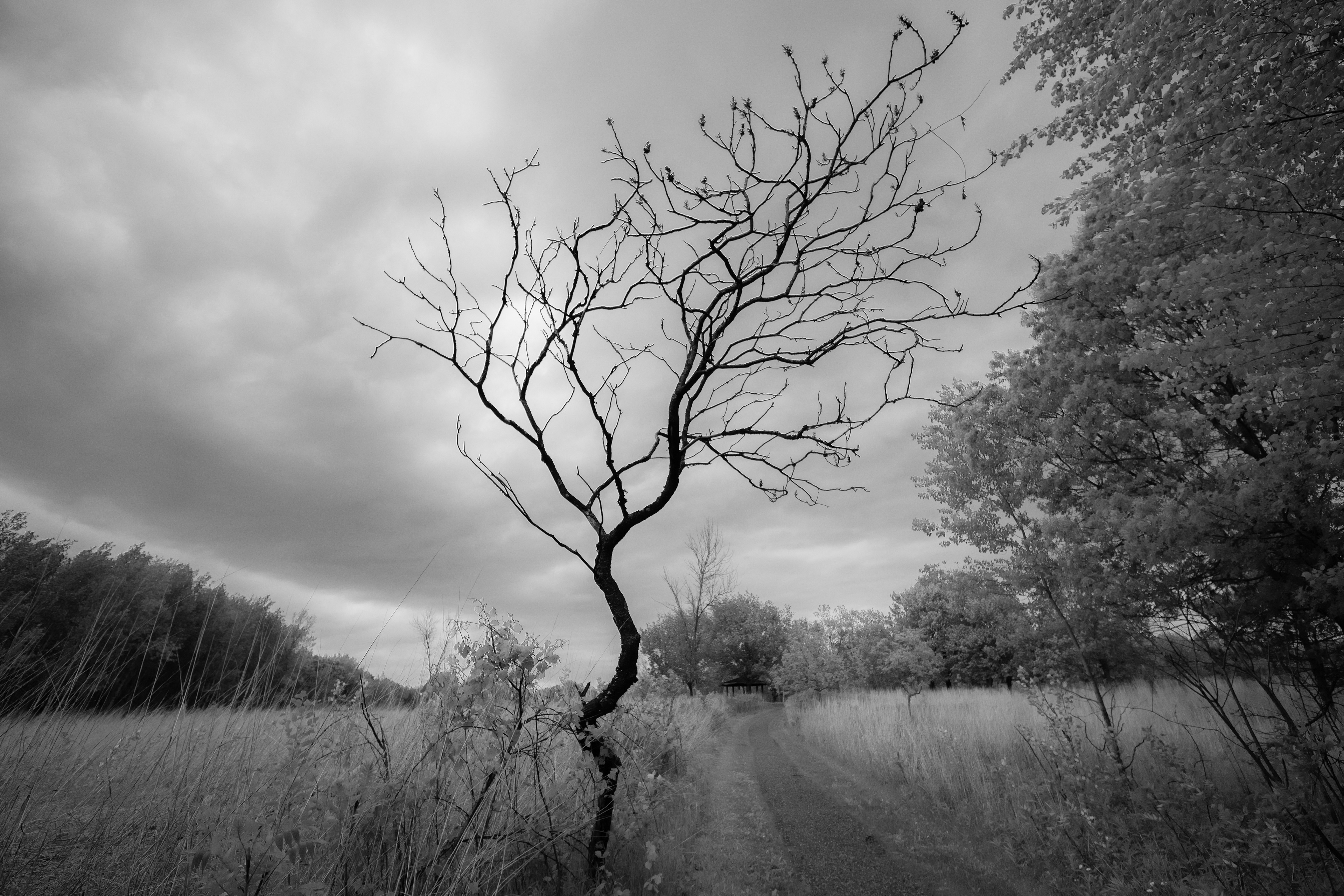 Tree with many branches, reminiscent of a lightning strike
