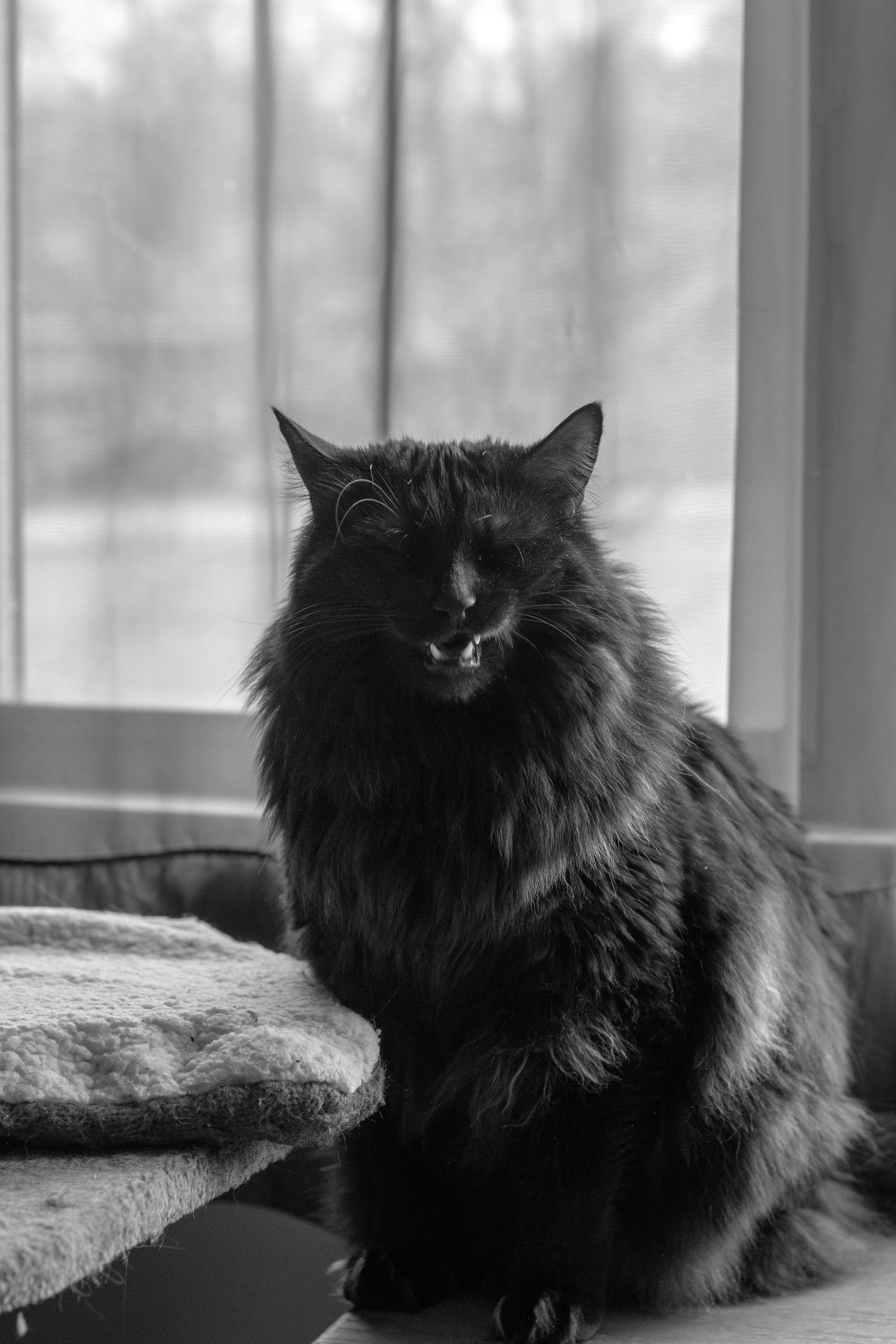 Cat, mid-yawn