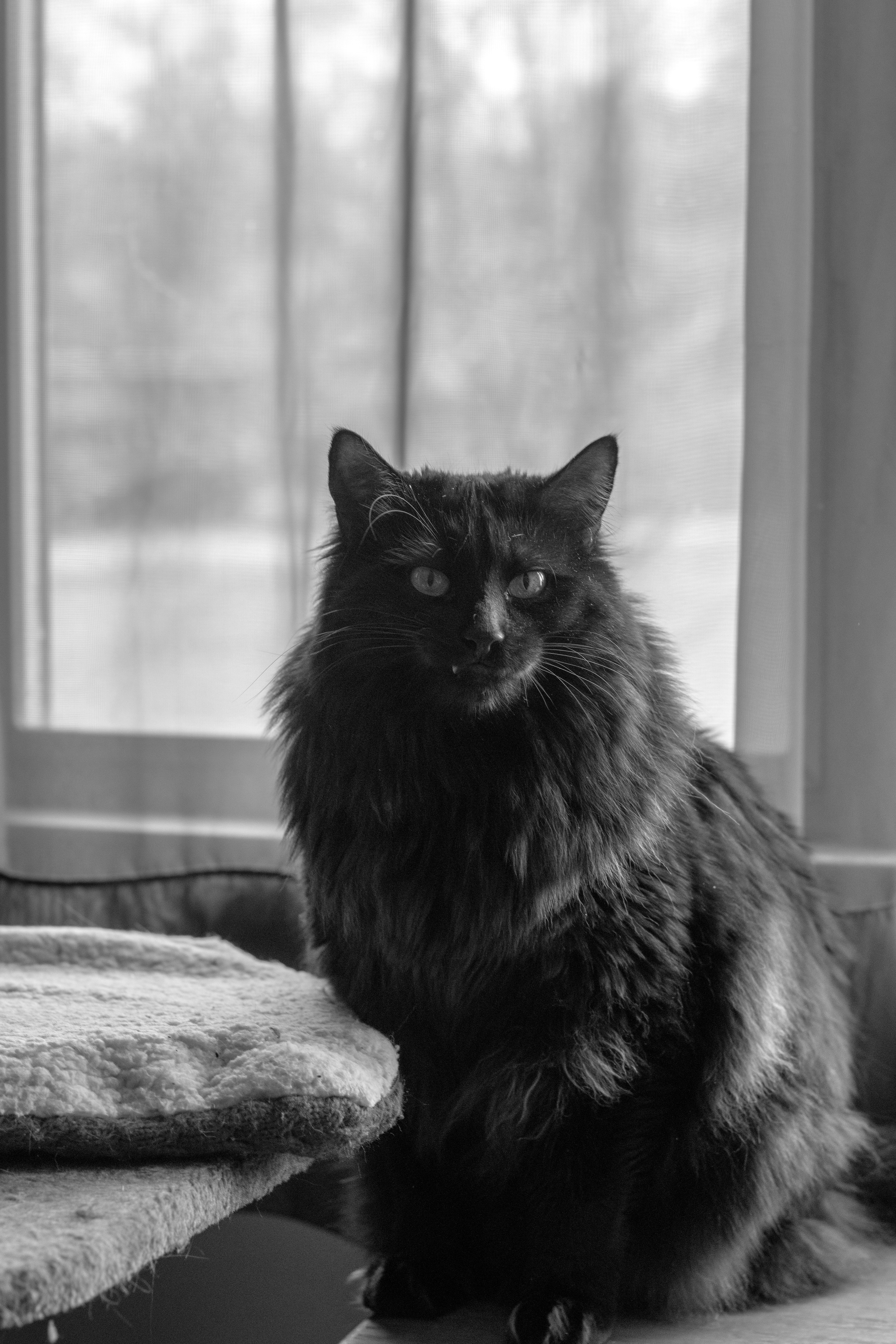 Snaggle-toothed cat