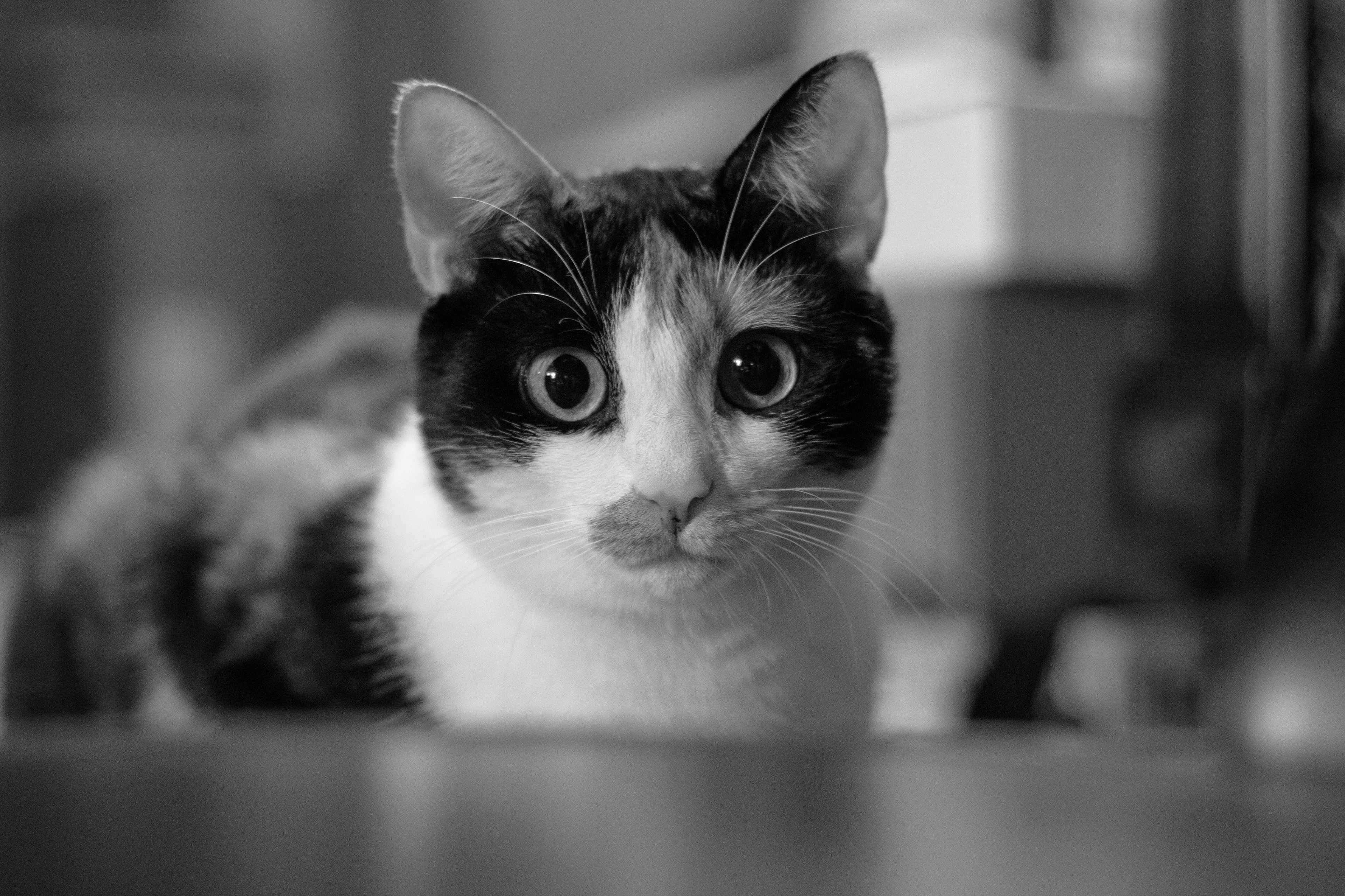 Calico cat in black and white.